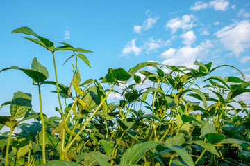 Stem of young growing soybeans against the blue sky.