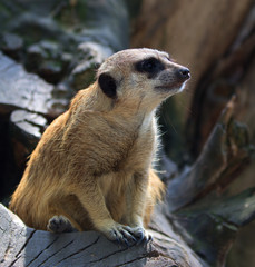 meerkat beautiful