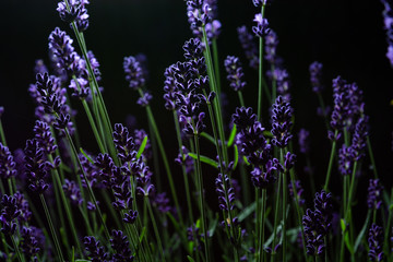 Night view of lavender flowers.