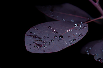 Close up of a reddish smoke tree leaf with water drops on a black background