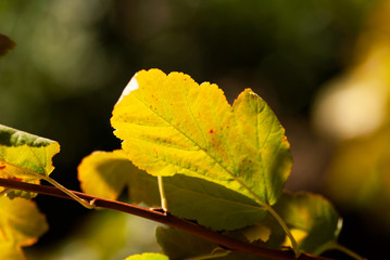Changing Autumn Leaf