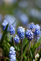 Delicate Blue Muscari Flowers