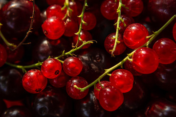 Red currant berries and cherries in the sunlight.