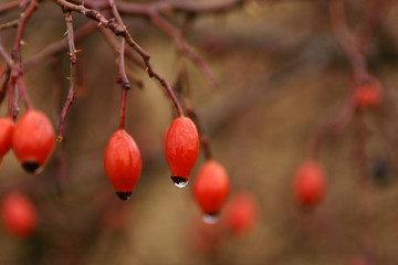Hagebutten der Hundsrose (Rosa canina) mit Wassertropfen