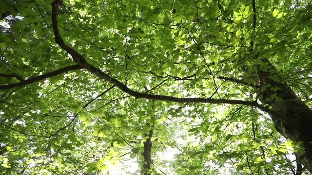 Green leaf beech tree in slow motion, view from the bottom. 