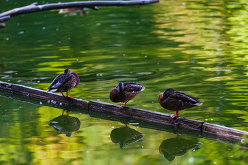 Ducks on lake