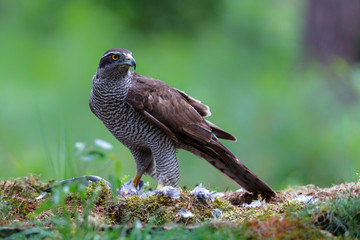 Northern Goshawk eating a pigeon in the forest in Noord-Brabant in the Netherlands
