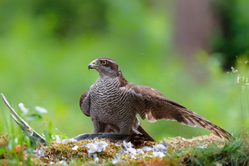 Northern Goshawk eating a pigeon in the forest in Noord-Brabant in the Netherlands