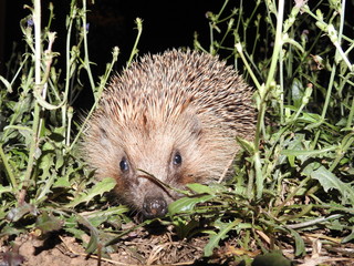 hedgehog in the grass