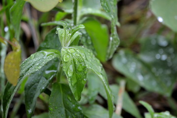 Rain on leaves