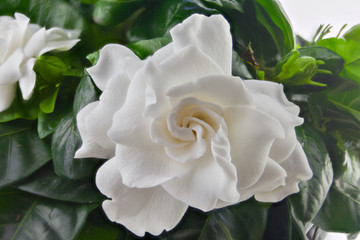 beautiful white flower gardenia on  green background
