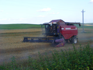 Fototapeta premium Agricultural scene: red combine in oast field in Belarus