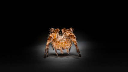 Spinne in Angriffsstellung