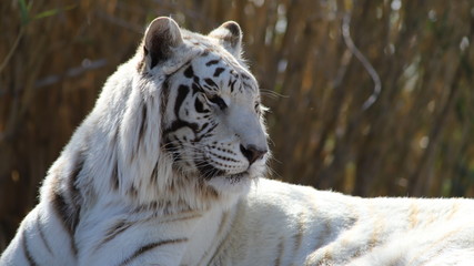 white tiger