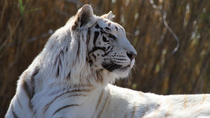 white tiger