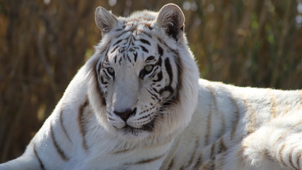 white tiger