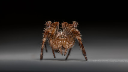 Spinne in Angriffsstellung