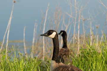 Profile Portrait of a Canada Goose