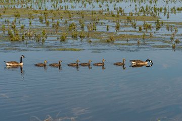 Breakfast Time for the Goose Family