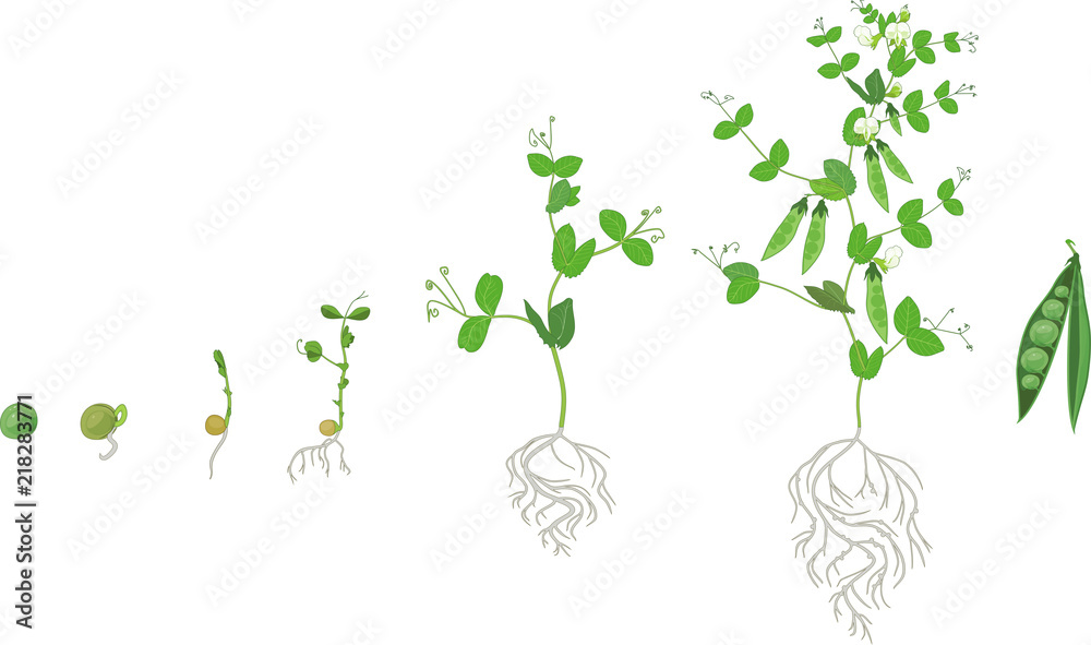 Canvas Prints life cycle of pea plant with root system. stages of pea growth from seed and sprout to adult plant w - Canvas Prints