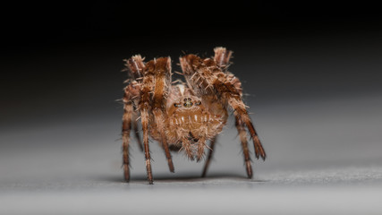 Spinne in Angriffsstellung