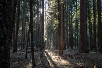 Sun Rays in Dusty Forest