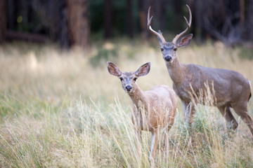 Deer in Grasslands