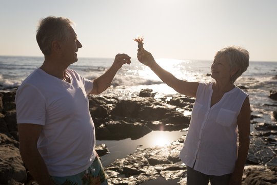 Senior couple playing with bird near sea 4k