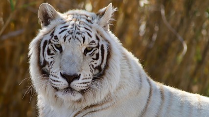 white tiger