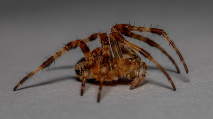 Spinne in Angriffsstellung