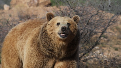 Obraz premium Grizzly Bear Female