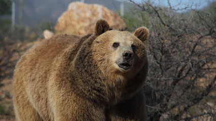 Obraz premium Grizzly Bear Female
