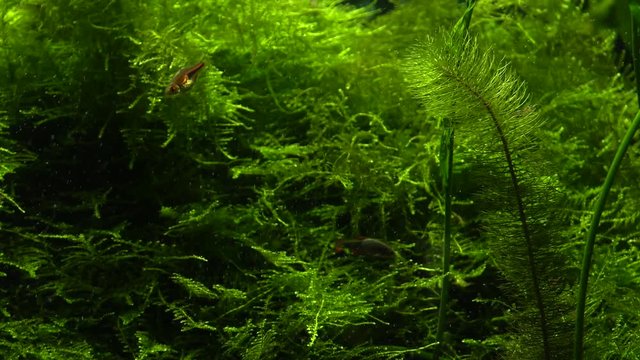 Plants in the aquarium tank. Air bubbles. Shrimp in the background. 4K, UHD, 50p,Panning,Closeup, 