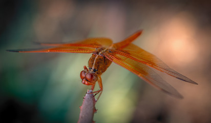 dragonfly on a branch