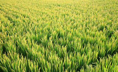 Growing rice, outdoors