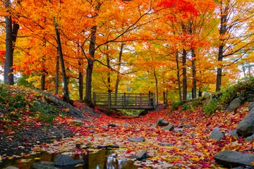 Fotobehang Warm oranje Prachtig herfstgebladerte in het noordoosten van de VS