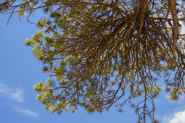 pine tree branches