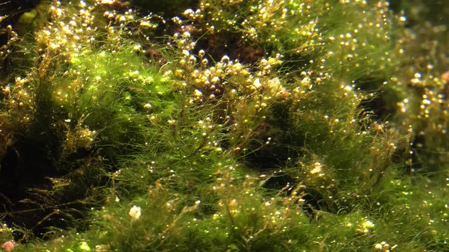 Dirty aquarium. Algae plants. Cyanobacteria.Panning,