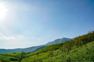 Naklejka premium 産山村 ヒゴタイ公園