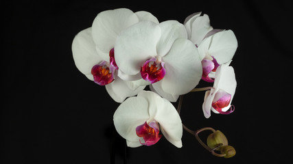Naklejka na ściany i meble Weisse Orchidee