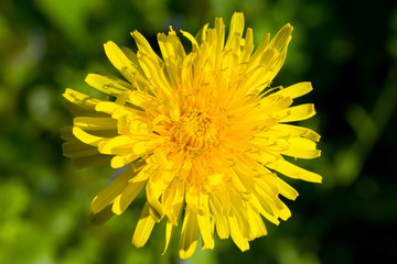 Dandelion. _ Одуванчик.