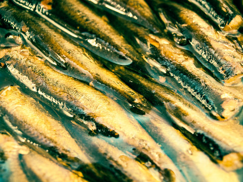 the smoked oily sardines