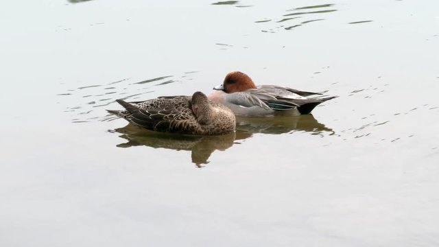 a pair of eurasian widgeon swimming on the katsura river in kyoto, japan