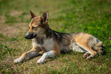 Beautiful shepherd dog sitting on green grass outdoor