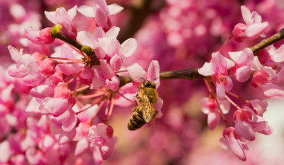 Bee on a flowering branch. _ Пчела на цветущей ветви. 