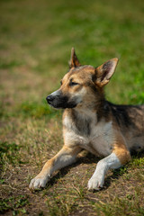 Beautiful shepherd dog sitting on green grass outdoor