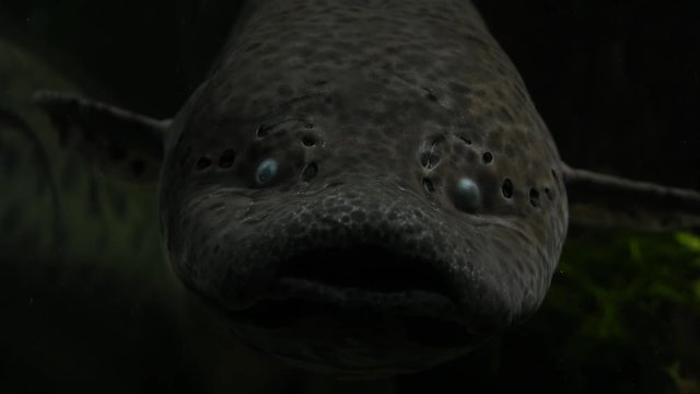 Lungfish in dark aquarium. 