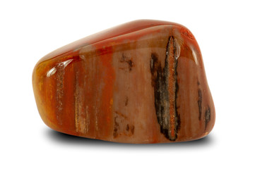 Polished petrified wood stone isolated on white background