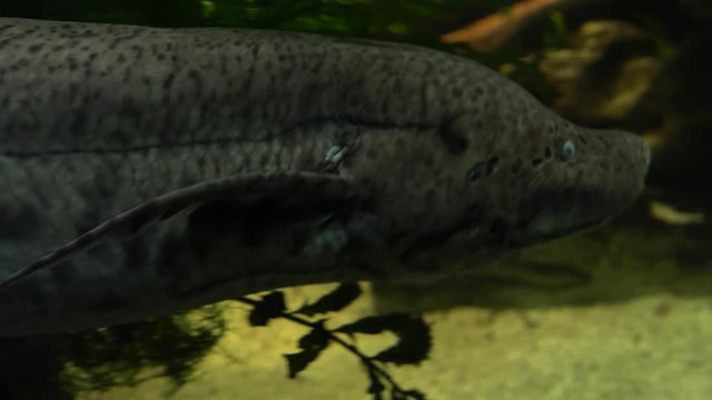 Lungfish in dark aquarium. 