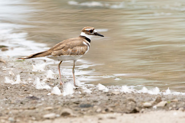 Killdeer at the Edge of the Pond